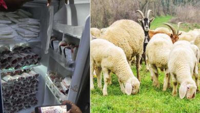 Telangana Shocker: Illegal Animal Blood Racket Exposed, Police Seize 180 Packets from Mutton Shop