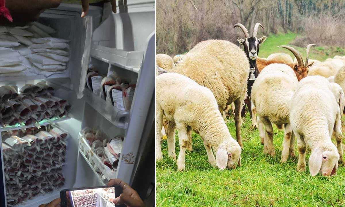 Telangana Shocker: Illegal Animal Blood Racket Exposed, Police Seize 180 Packets from Mutton Shop