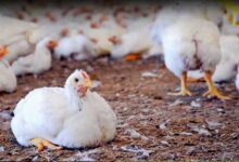 Tamil Nadu steps up vigil along Kerala border amid rising bird flu cases