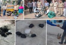 Dhoolpet Drug Mafia Busted: Excise STF Seizes 2.9 Kg Ganja, Multiple Arrests in Hyderabad