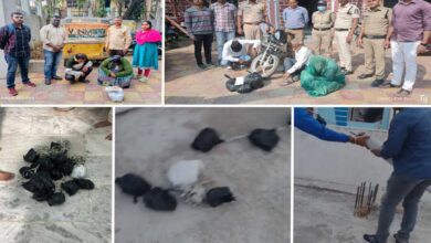 Dhoolpet Drug Mafia Busted: Excise STF Seizes 2.9 Kg Ganja, Multiple Arrests in Hyderabad