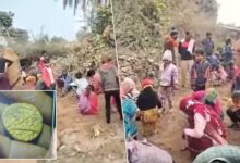Hidden Treasure in the Soil Near Rajgarh Palace? Why a Whole Village Is Digging Day and Night