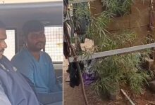 Ganja Cultivation Busted in Kismatpur, Youth Nabbed by Rajendranagar Police