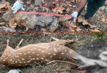 Wildlife Deaths Raise Alarm in Telangana: Deer Killed on Highway, Poachers’ Electric Trap Claims Two Animals