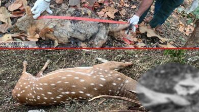 Wildlife Deaths Raise Alarm in Telangana: Deer Killed on Highway, Poachers’ Electric Trap Claims Two Animals