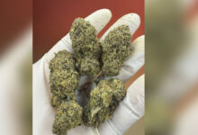 Hybrid marijuana cache seized at Ahmedabad Airport, four arrested