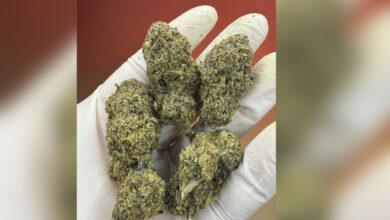 Hybrid marijuana cache seized at Ahmedabad Airport, four arrested