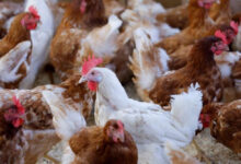 Bird flu: 6,000 chickens culled in Patna