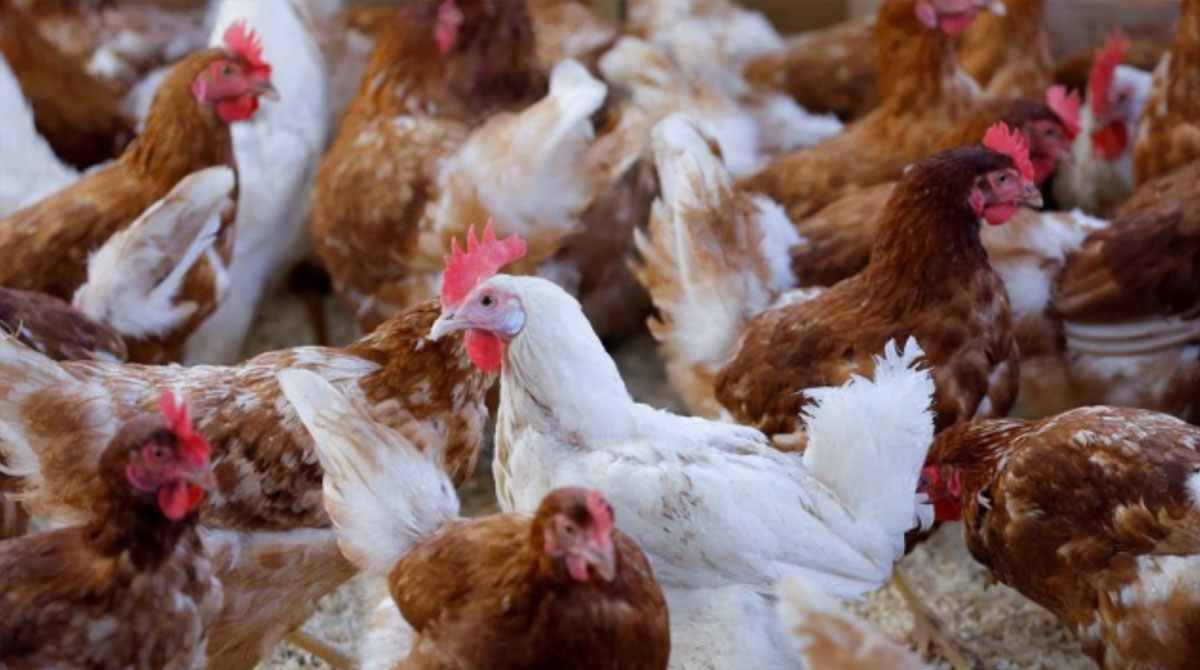 Bird flu: 6,000 chickens culled in Patna