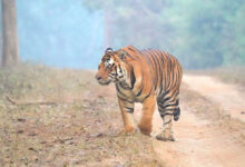 Tiger movement around Rajahmundry town triggers panic