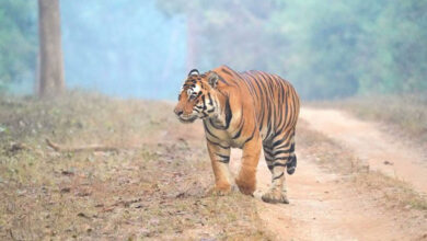 Tiger movement around Rajahmundry town triggers panic