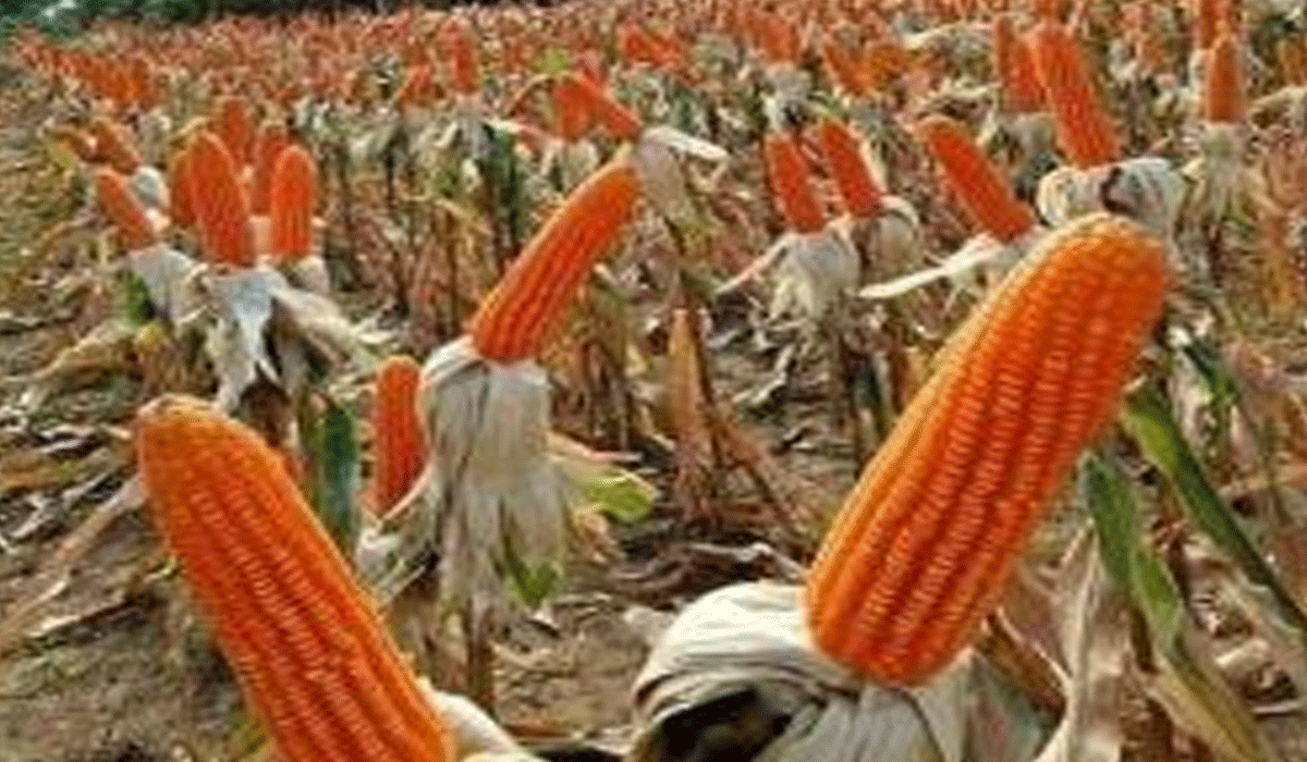 Thoothukudi maize farmers seek MSP for Rabi crop as prices crash below cost of production