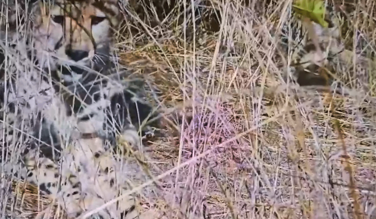 Namibian cheetah Aasha gives birth to five cubs at Kuno, India count rises to 35
