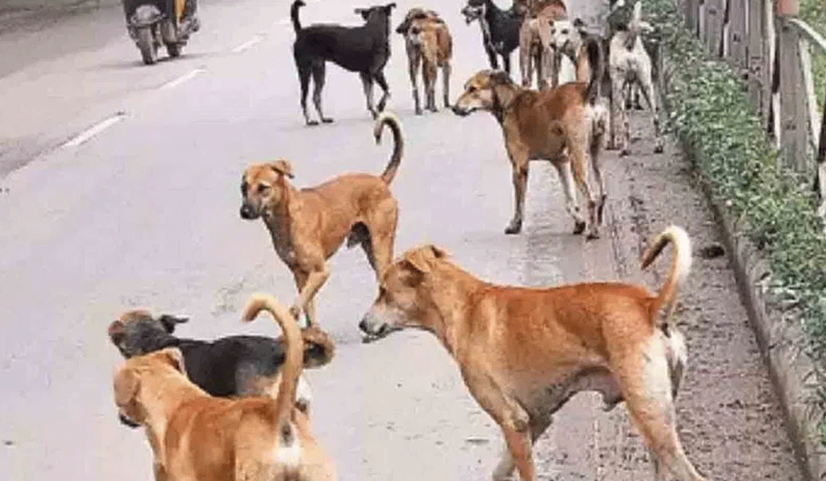 Stray Dogs Attack 8-Year-Old Boy in Harinagar, Locals Allege Civic Inaction