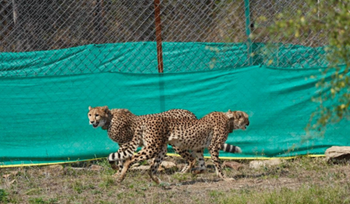 Environment Minister Bhupender Yadav welcomes 9 cheetahs from Botswana at Kuno