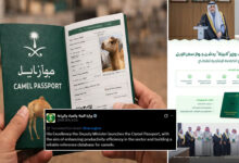 Saudi Arabia Announces Global ‘Camel Passport’ Initiative for Identification and Registration
