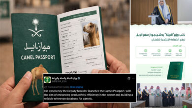 Saudi Arabia Announces Global ‘Camel Passport’ Initiative for Identification and Registration
