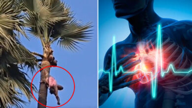 Telangana Tragedy: Toddy Tapper Dies of Heart Attack While Working on Palm Tree