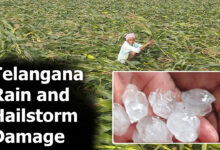 Telangana Rain and Hailstorm Damage: Crops Destroyed, Farmers Face Heavy Losses in Telangana