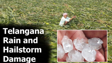 Telangana Rain and Hailstorm Damage: Crops Destroyed, Farmers Face Heavy Losses in Telangana