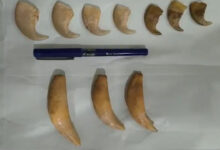 DRI Hyderabad Busts Illegal Wildlife Trade Racket, Seizes Tiger Nails and Teeth