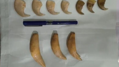 DRI Hyderabad Busts Illegal Wildlife Trade Racket, Seizes Tiger Nails and Teeth