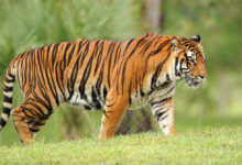 Search and rescue operation underway as tiger prowls near Rajahmundry in Andhra Pradesh