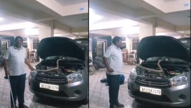 Venomous Cobra Found Inside Car Engine, Shocks Owner in Andhra Pradesh