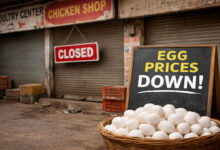 Chicken Shop Bandh in Telangana Over Low Margins, Egg Prices Crash in Hyderabad Amid Export Halts