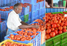 Tomato Prices Crash in Telangana and Andhra Pradesh: Farmers Struggle as Consumers Get Big Relief