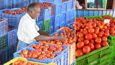 Tomato Prices Crash in Telangana and Andhra Pradesh: Farmers Struggle as Consumers Get Big Relief