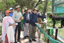 Hyderabad Zoo Welcomes Mandrills: New Primate Attraction at Nehru Zoological Park Draws Visitors