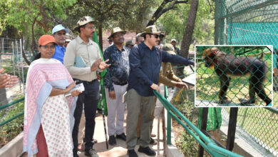 Hyderabad Zoo Welcomes Mandrills: New Primate Attraction at Nehru Zoological Park Draws Visitors