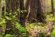 Naxal plot foiled; 70 gelatin sticks, IED components found in Chhattisgarh-Odisha border forest