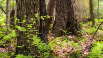 Naxal plot foiled; 70 gelatin sticks, IED components found in Chhattisgarh-Odisha border forest