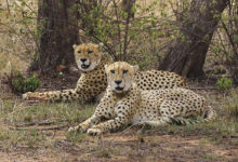 Four African Cheetahs arrive at Bengaluru zoo; Forest Minister Khandre receives them