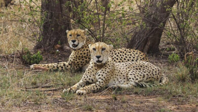 Four African Cheetahs arrive at Bengaluru zoo; Forest Minister Khandre receives them