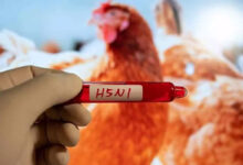 Bird flu spreads across four districts in Nepal