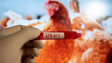Bird flu spreads across four districts in Nepal
