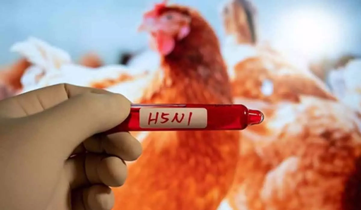 Bird flu spreads across four districts in Nepal