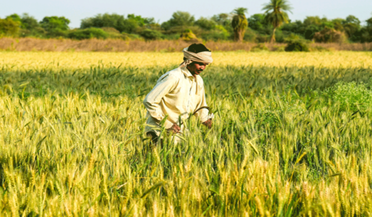 Natural farming boosts productivity, incomes by 30 pc in Andhra Pradesh: Report