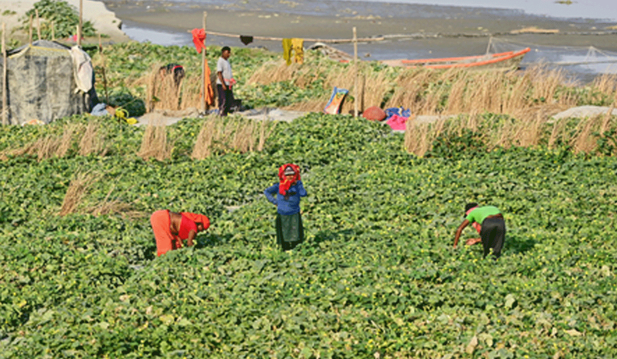 Govt adopts crop-specific approach to boost high value agriculture