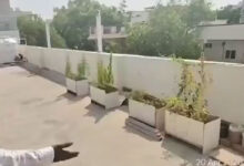 Hyderabad: Man Arrested for Growing Cannabis on House Rooftop in Nagaram, 17 Ganja Plants Seized