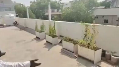 Hyderabad: Man Arrested for Growing Cannabis on House Rooftop in Nagaram, 17 Ganja Plants Seized