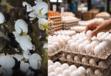 Hyderabad Egg Scam Busted: Man Selling Rotten Eggs at Rs 2 Detained