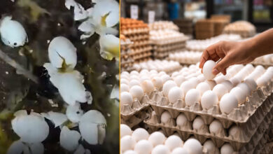 Hyderabad Egg Scam Busted: Man Selling Rotten Eggs at Rs 2 Detained