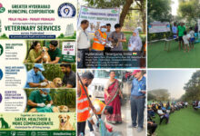 Hyderabad Rabies Prevention Drive: GHMC Launches Vaccination, Adoption & ABC Programs