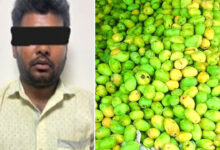 Hyderabad Mango Ripening Case: Goshamahal Police Arrest Trader for Illegal Ethylene Use