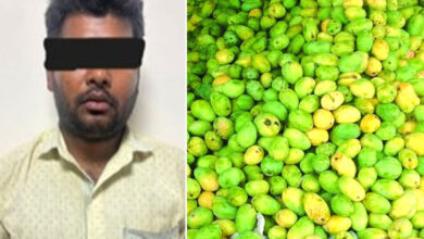 Hyderabad Mango Ripening Case: Goshamahal Police Arrest Trader for Illegal Ethylene Use
