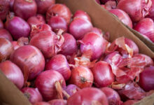 Onion Price Crash in Telangana: 8 Kg for ₹100, Tomato Rates Fall to ₹10/kg, Farmers in Deep Loss